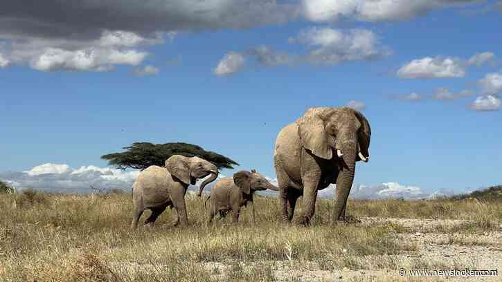 Olifantenpopulaties in Afrika in 50 jaar sterk afgenomen