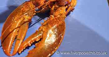When I first opened Iceland's luxury lobster I was a little scared