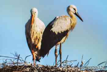 Het Zwin pakt uit met nieuw activiteitenaanbod op donderdagmiddag