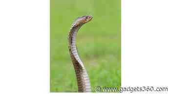 Scientists Confirm Four Different King Cobra Species After 188 Years of Mystery