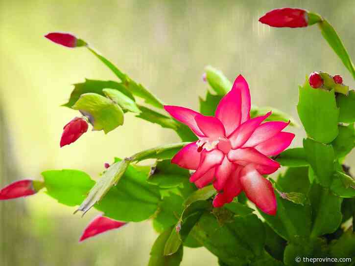 Holiday cactus: Tips to ensure best bloom season