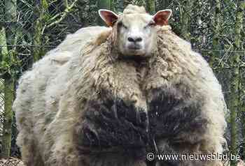 Politie neemt schaap in beslag dat al vijf jaar niet geschoren was: “Het schaap gaat vertragen om niet dood te vallen van de hitte”