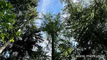 Die Lärche: Grazie im Goldkleid