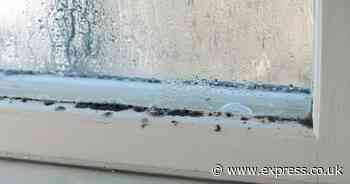 Stop condensation from coming back on your windows using 'magical' two items