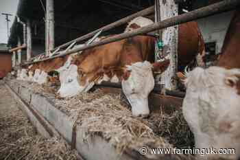 Jeff Bezos issues £7m to UK scientists to cut cattle emissions