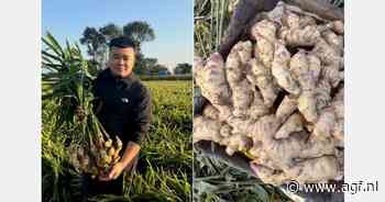 "Nieuwe oogst gember eind november beschikbaar"