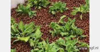"Nieuw-Zeelandse spinazie biedt kansen als gewas voor zilte teelt"