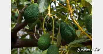 Meer aanbod van Mexicaanse avocado's