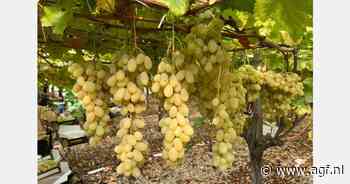 Groeiende nichemarkt voor Italiaanse Pizzutella druiven