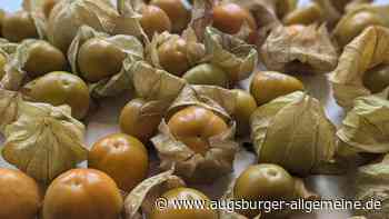 Einfach und mega lecker: Physalis aus dem eigenen Garten, so klappt der Anbau