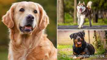 Who's a clever boy? Study reveals the most INTELLIGENT dog breeds - so, is your pooch on the list?