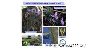 New Fire-Resilient Dicliptera Polymorpha Discovered in India’s Western Ghats