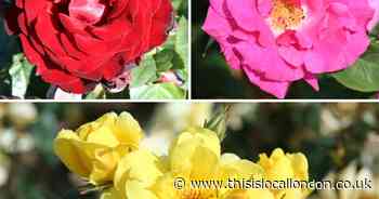 Blockbuster set of climbing roses on offer from You Garden!