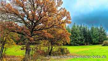 Bericht im Gemeinderat: Nagolds Wald kann mal durchschnaufen
