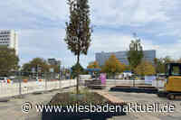 Zwei neue Bäume für den Wiesbadener Bahnhofsvorplatz