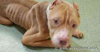 Ten-year ban for owner of dog found dumped at Wirral beauty spot