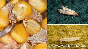 How to stop moths destroying YOUR home - as experts warn the pesky insects can lay eggs in your wine, infest your cereal, and even chew holes in your carpet
