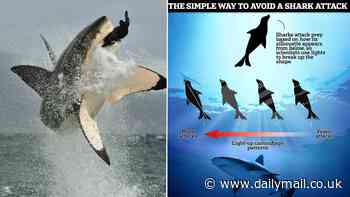 Scientists reveal how to avoid a shark attack - and their method is surprisingly simple