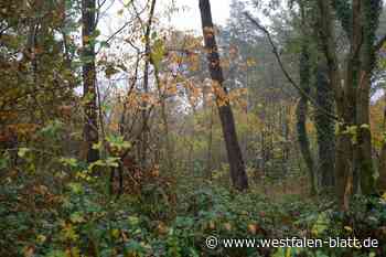 Fläche am Senne-Radweg bereitet Sorgen