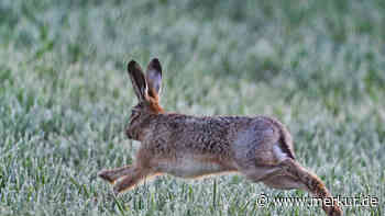 Hasenpest-Alarm in Bayern: Landratsamt warnt vor Kontakt mit Feldhasen