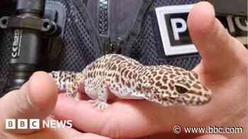 Burglar stole gecko and sold it for £20