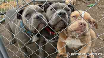 Owner of 8 pups prepared to move if not granted an exemption to township's dog bylaw