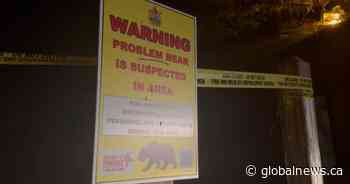 Black bear killed after feeding from garbage, compost bins in southwest Calgary