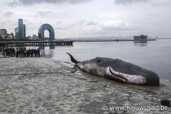 Aangespoelde walvis in Bakoe komt uit Tongeren: “Mensen praten meer over de potvis dan over de klimaattop”