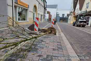 Die Niedernstraße bekommt ihre Bäume