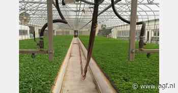 Omzet bio-microgroenten groeit gestaag door in VS