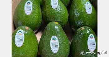 Dominicaanse greenskin avocado jaarrond beschikbaar