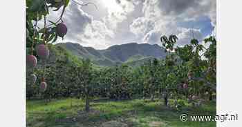 "Ondoorzichtige mangomarkt met wisselende geluiden over Peruaanse aanvoer"