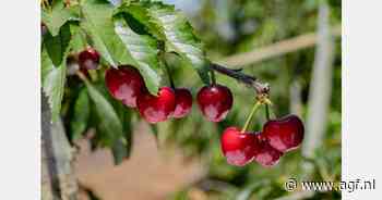 "Chileense kersen voor de Britse markt"