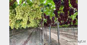 "Goede lente en zomer ideaal voor Peruaanse druiventeelt"