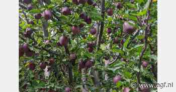 "Veelbelovende toekomst voor bio-appelteelt in India"