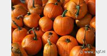"Wel genoeg pompoenen, maar supermarkten willen prijzen niet betalen"