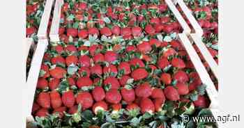 "Torenhoge prijzen voor eerste Griekse aardbeien"