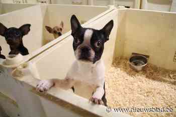 Erkenning kwijt in juni, maar omstreden hondenkwekerij is alweer actief