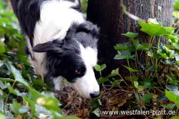 Giftköder in Versmold vermutet - Hundebesitzer aufgepasst