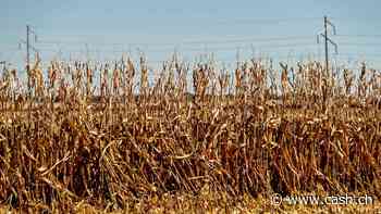 Sparende US-Farmer belasten Agrarchemiekonzerne – Generika auf dem Vormarsch