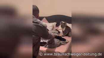 Na, wer sitzt denn da? Paar trifft auf Koala im Schlafzimmer