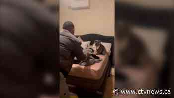 'Only in Australia': Couple comes home to find koala in bed