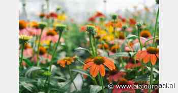Provincie Utrecht kiest voor verbod op nieuwe sierteelt met chemische middelen