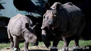 Tierpark Hellabrunn: Nashorn Rapti gestorben