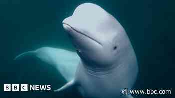 Runaway 'spy whale' fled Russian military training says marine scientist