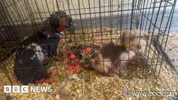 Puppies found in cages at suspected chop shop
