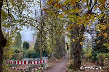 Prozessionsweg: Ein Teil der Bäume soll erhalten bleiben