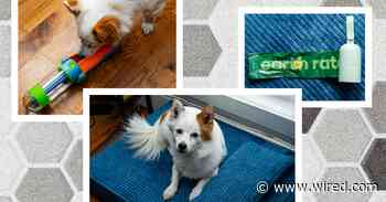 Best Dog Accessories (2024), Tested and Reviewed