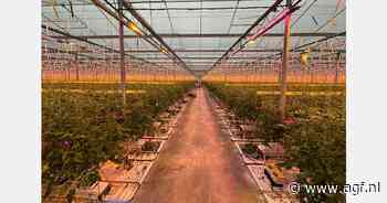 Belichte winterteelt komkommers en tomaten BelOrta telers gestart