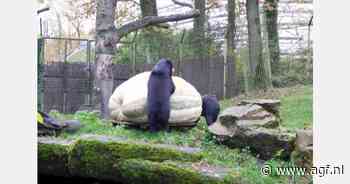 'Grootste pompoen van Nederland' als voer voor beren Burgers' Zoo